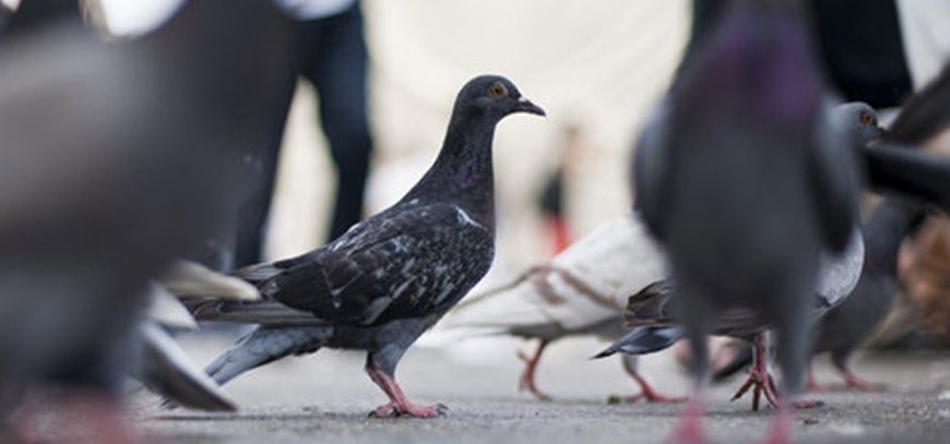 ¿Qué debemos saber de las Palomas?
