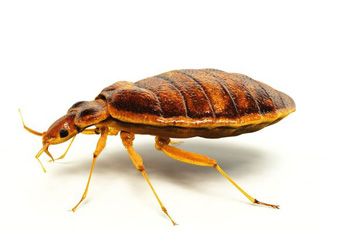 Plaga de chiches de la cama