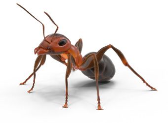 Plaga de hormigas