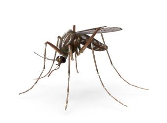 Plaga de mosquitos